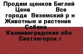 Продам щенков Биглей › Цена ­ 15 000 - Все города, Вяземский р-н Животные и растения » Собаки   . Калининградская обл.,Светлогорск г.